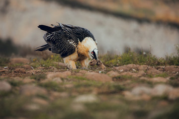 Bearded vulture in Spain