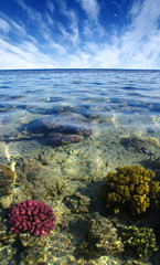 Coral reef of the Red Sea