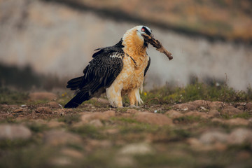 bearded vulture in Spain