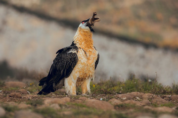bearded vulture in Spain