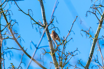 a small bird sits in a  tree top with a blue sky