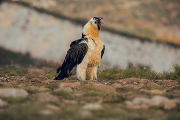 bearded vulture portrait alone eating in Spain