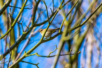 a small bird sits in a  tree top with a blue sky