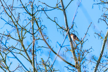 a small bird sits in a  tree top with a blue sky
