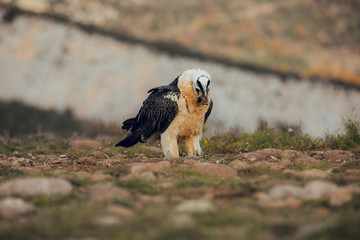 bearded vulture portrait alone eating in Spain