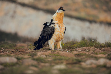 bearded vulture portrait alone eating in Spain
