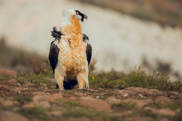 bearded vulture portrait alone eating in Spain