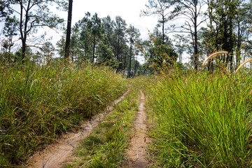 Fototapeta na wymiar Roads and pine trees in Thung Salaeng Luang forest