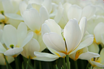 White tulips. First spring flower blossom, close up