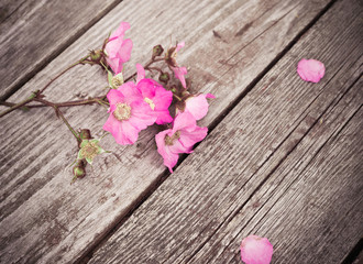 Fototapeta na wymiar Anemone Flower. Pink Flowers and Petals on rustic old wooden table. Vintage Floral background.