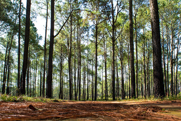 Roads and pine trees in Thung Salaeng Luang forest