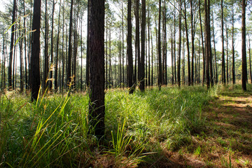 Obraz premium Roads and pine trees in Thung Salaeng Luang forest