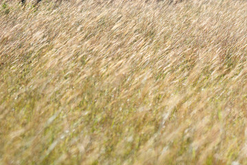 Golden meadow In the forest of Thung Salaeng Luang