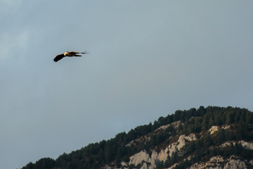 Fototapeta na wymiar bearded vulture flying through blue sky in Spain