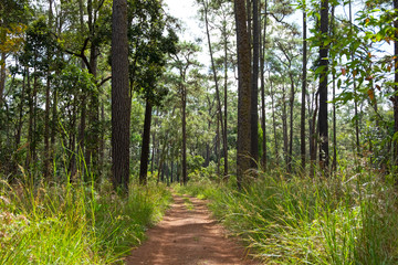 Roads and pine trees in Thung Salaeng Luang forest