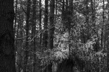 a fir  is illuminated by the sun in a dark forest black and white