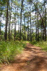 Roads and pine trees in Thung Salaeng Luang forest