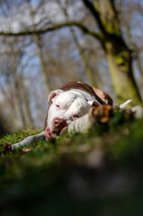 Pitbull terrier in forest 