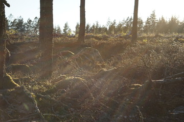 Morning sun in swedish forest