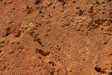 Small trees in the dry soil