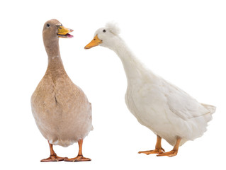 brown duck and white duck isolated on white background