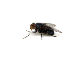 fly isolated on a white
