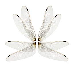 Dragonfly wings isolated on white