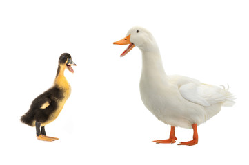 Duck and  young ducks on a white background