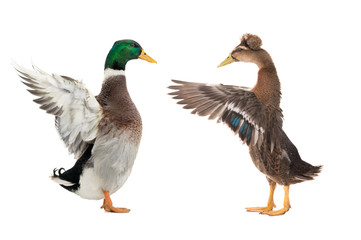 two standing beautiful brown duck with spread wings isolated