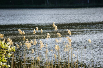 Lake with reed