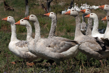 White goose walking at garden