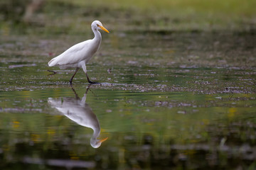 White egret Looking for food in the water
