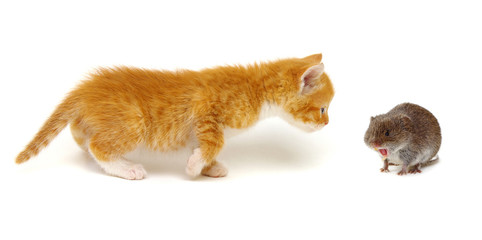 Red kitten and mouse