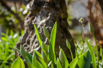 Tulpen mit geschlossenen Bl&uuml;ten im Gegenlicht