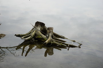 Tree stump