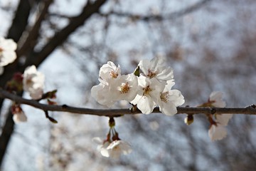 한국 인천시 남동구 인천대공원 입니다