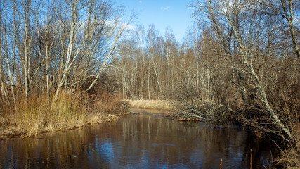 Fototapeta na wymiar River in forest