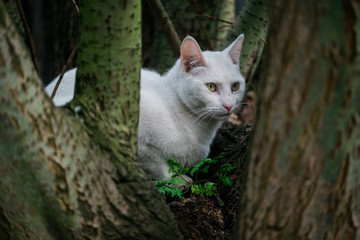 Naklejka na ściany i meble Beautiful white cat sitting in a tree