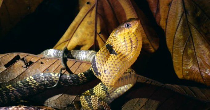 Yellow-bellied Puffing Snake (Spilotes sulphureus). Striking with neck inflated during a threat display directed against predators. In lowland tropical rainforest, Orellana province, Ecuador