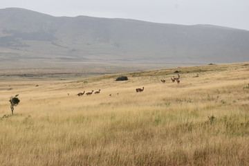 Fototapeta na wymiar Guanacos on a meadow in Chile, Patagonia