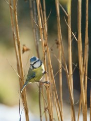 Eurasian blue tit bird sitting on the branch, Cyanistes caeruleus