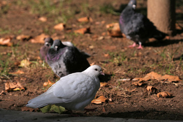 Beautiful white pigeon walking free