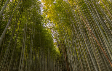 Bamboo Forest V