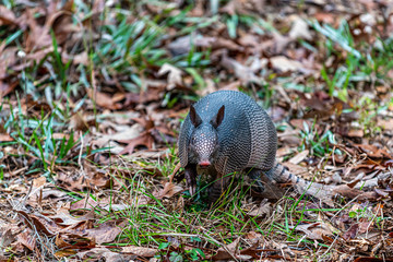 A nine-banded armadillo (Dasypus novemcinctus) in the Harris Neck National Wildlife Refuge, Georgia, USA.