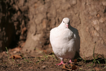 Beautiful white pigeon walking free