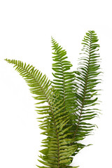 Fern leaves sword fern isolated on white background
