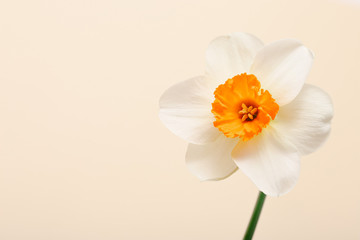 Spring narcissus flower on color background, close up