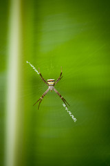 spider on a web