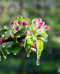 Apfelbaumblüten unter einer Eisschicht nach der nächtlichen Frostberegnung in Südtirol - Lana...