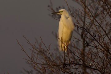 heron bird on branch